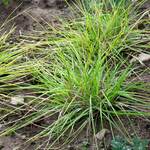  Sesleria caerulea