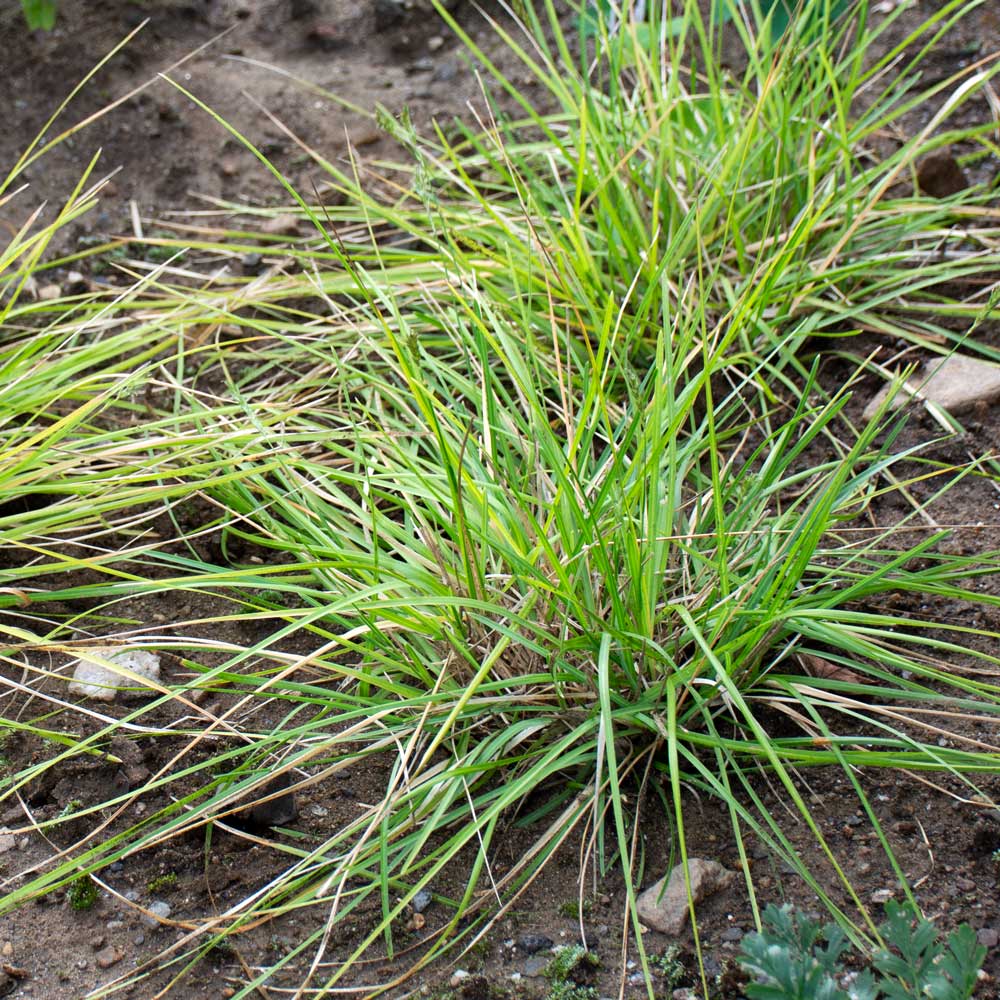 Sesleria caerulea