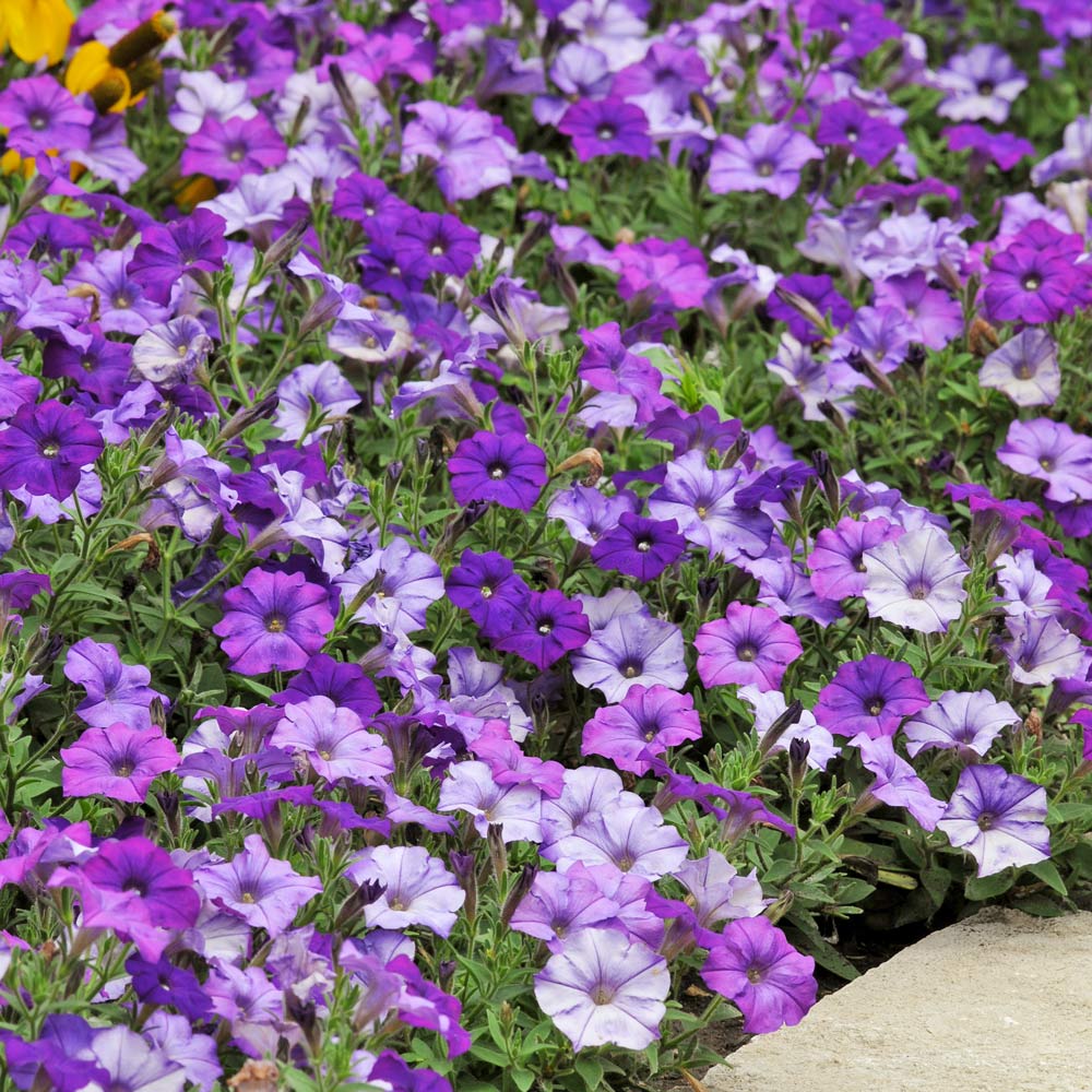 Petunia Shock Wave® Denim