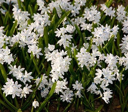 Puschkinia Flowers Puschkinia Bulbs More White Flower Farm