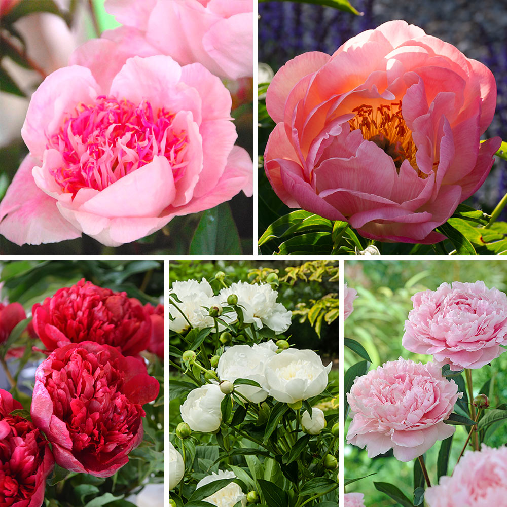 The Peony Parade Collection