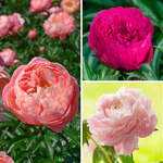  Award-Winning Peony Trio