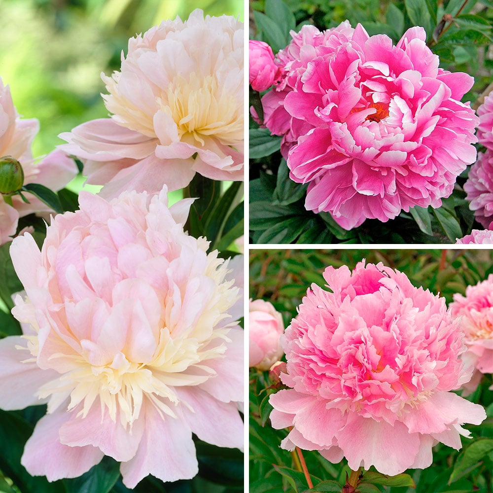 Fragrant Pink Peony Collection