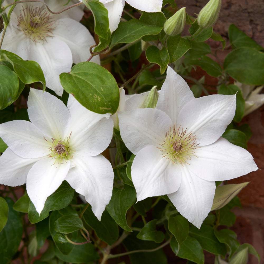 Clematis Guernsey Flute™