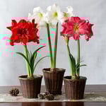 Early-Blooming South African Amaryllis