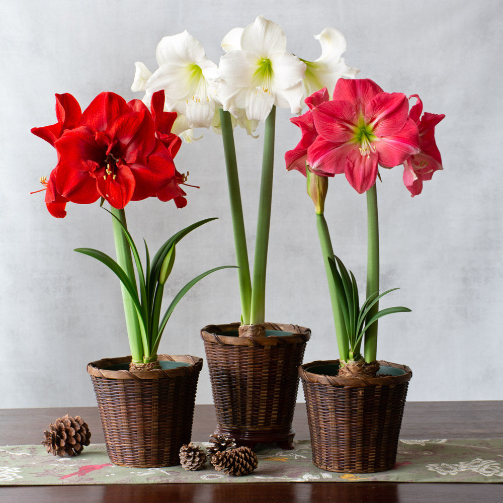 Colorful Trio of South African Amaryllis