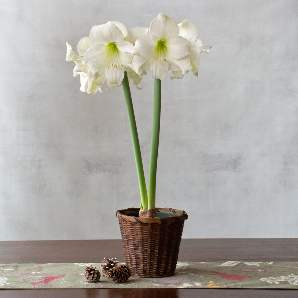 Amaryllis Wedding Dance®