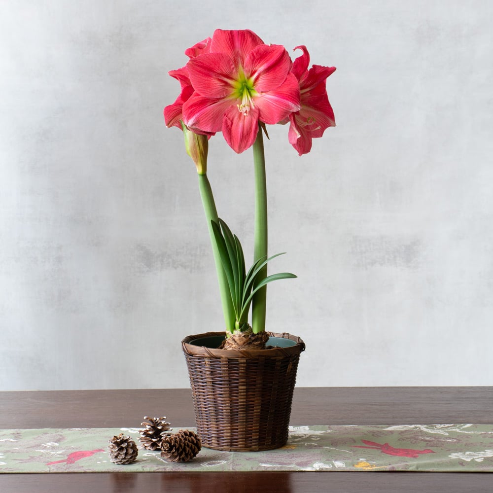 Amaryllis 'Candy Floss'