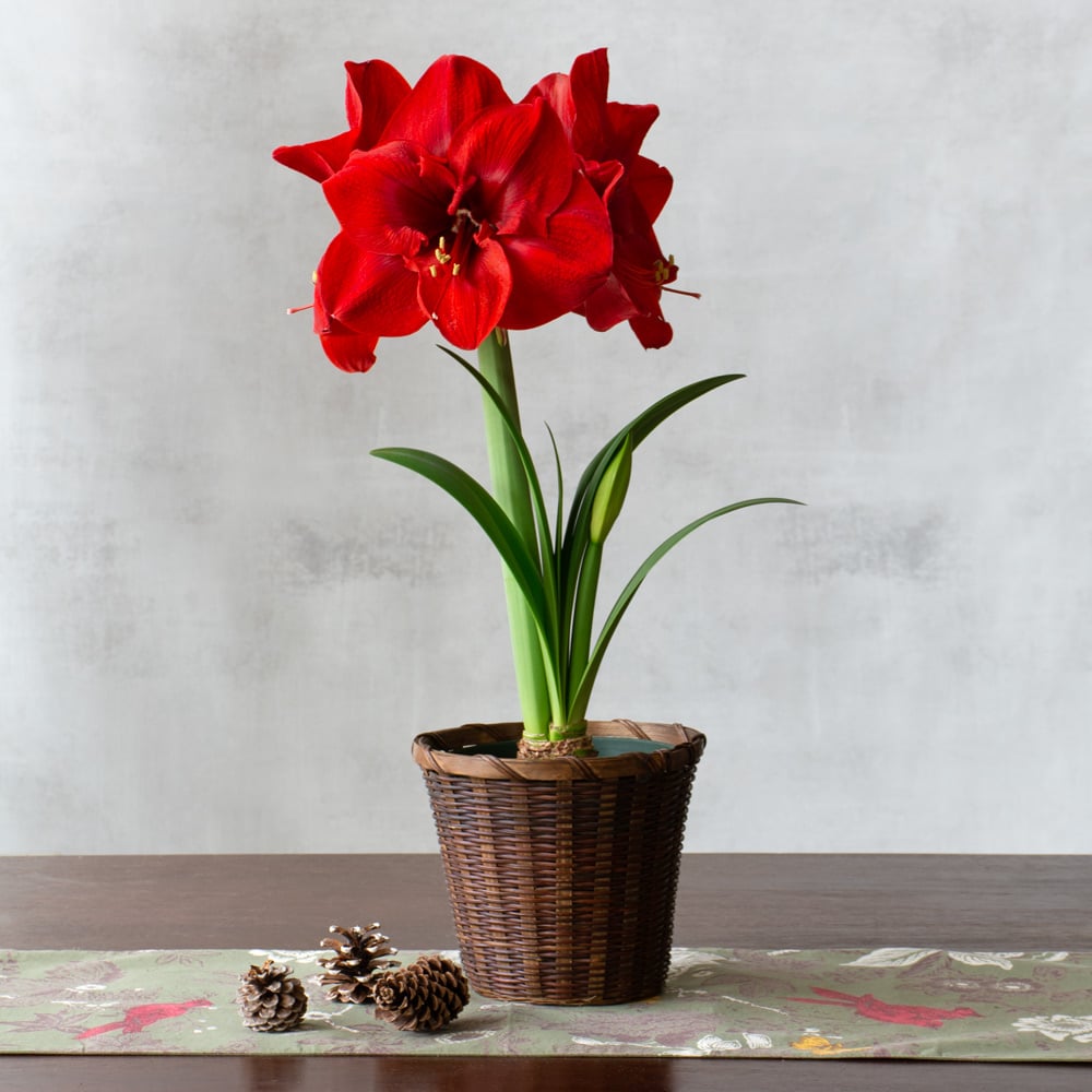 Amaryllis Merry Christmas®