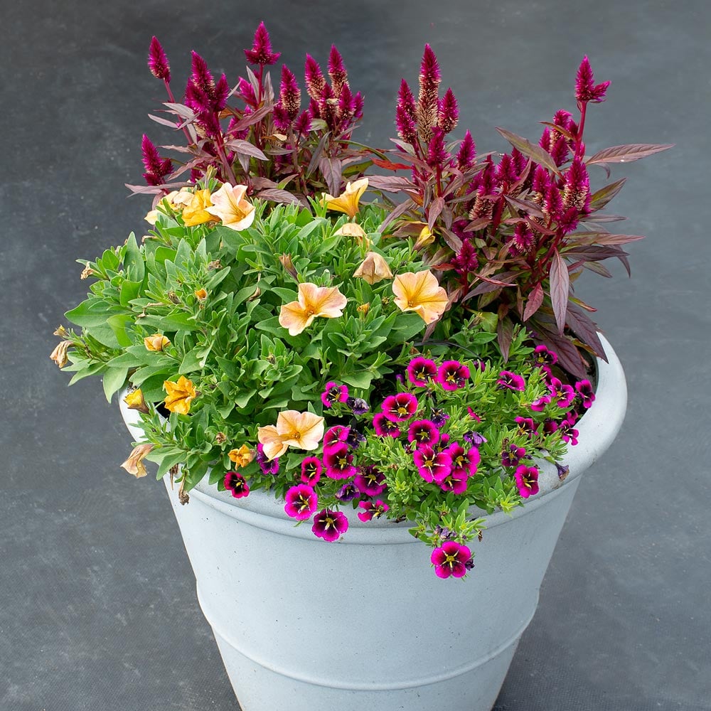 Sweater Weather Fall Container Garden