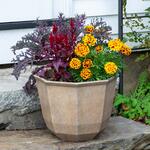  Autumn Bonfire Fall Container Garden