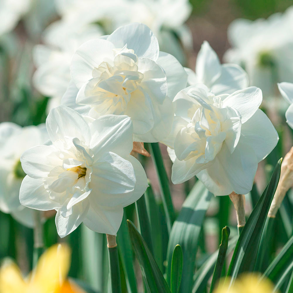 Narcissus 'Androcles'