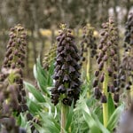  Fritillaria persica