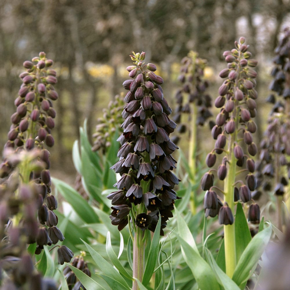 Fritillaria persica