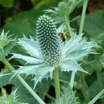 Eryngium