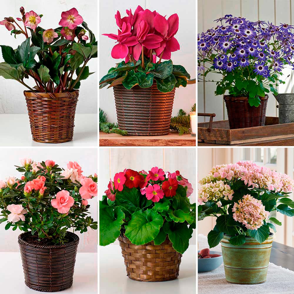 Months of Flowering Houseplants