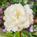 New Peonies