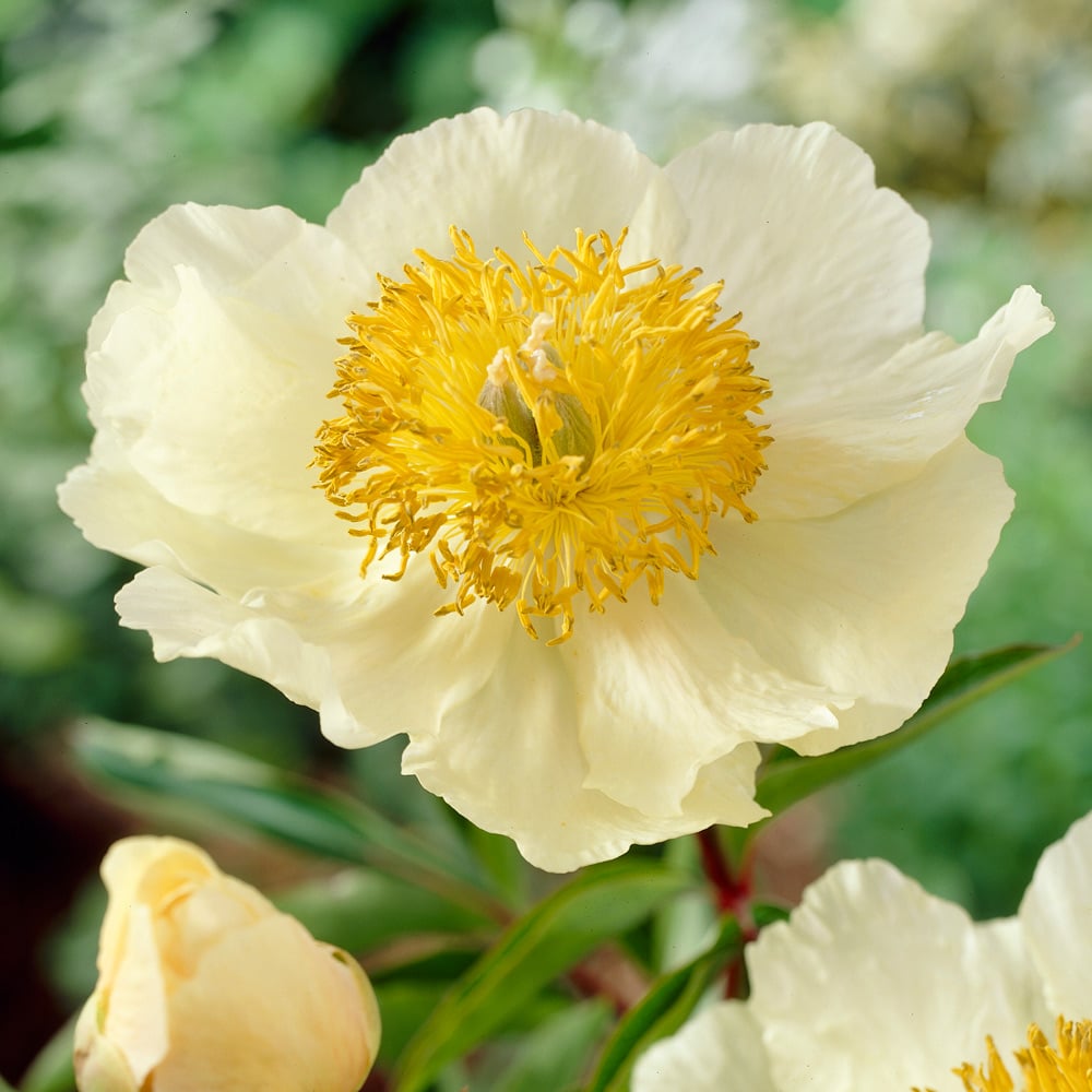 Peony 'Claire de Lune'
