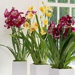  Miltonia Orchid