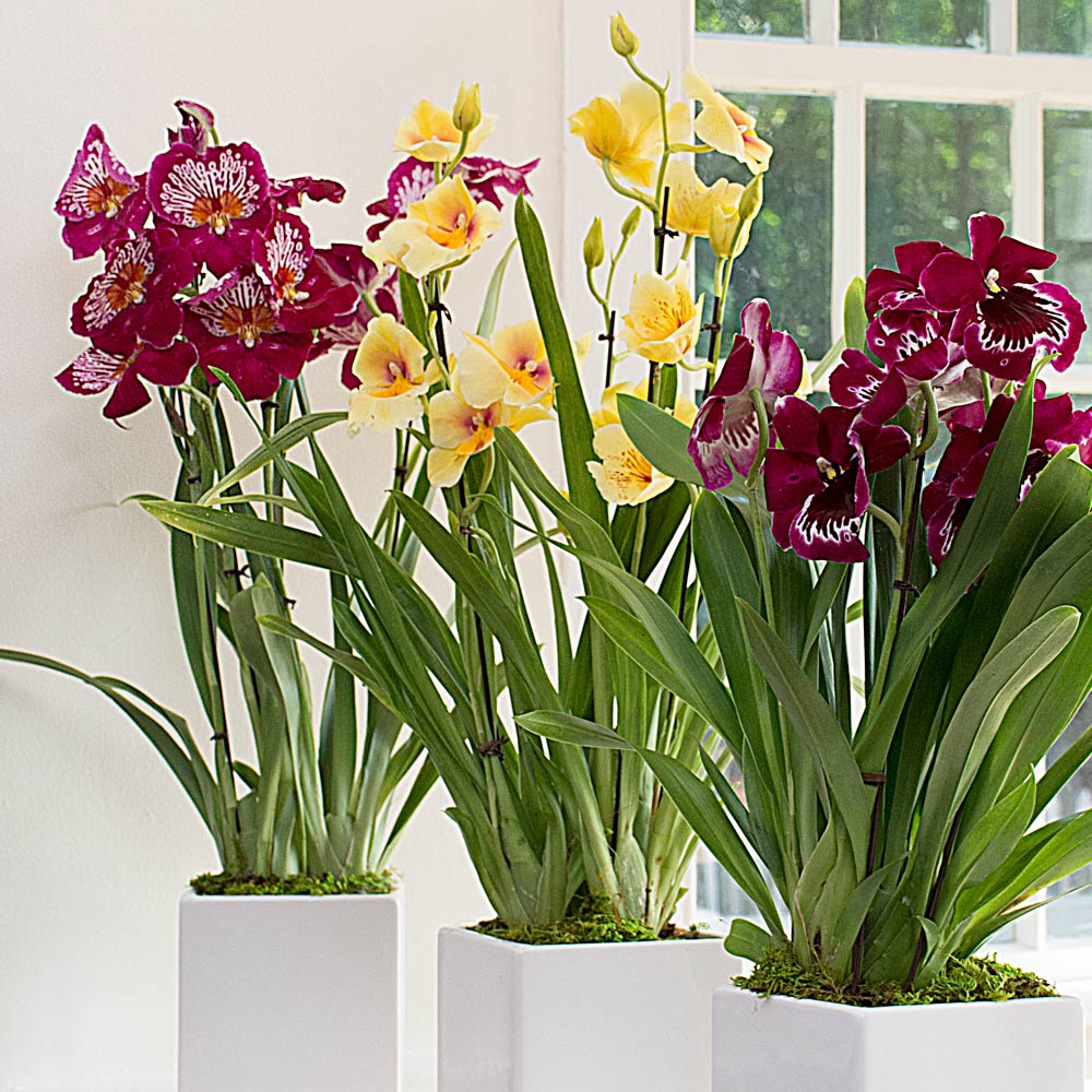 Miltonia Orchid