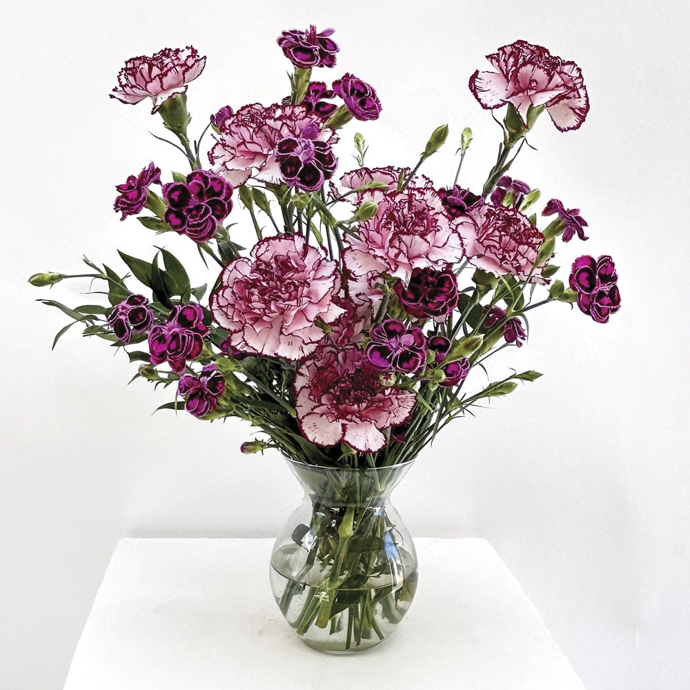 Carnation Craze Bouquet