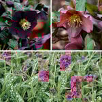  Carmine Awakening Helleborus & Pulmonaria Collection 
