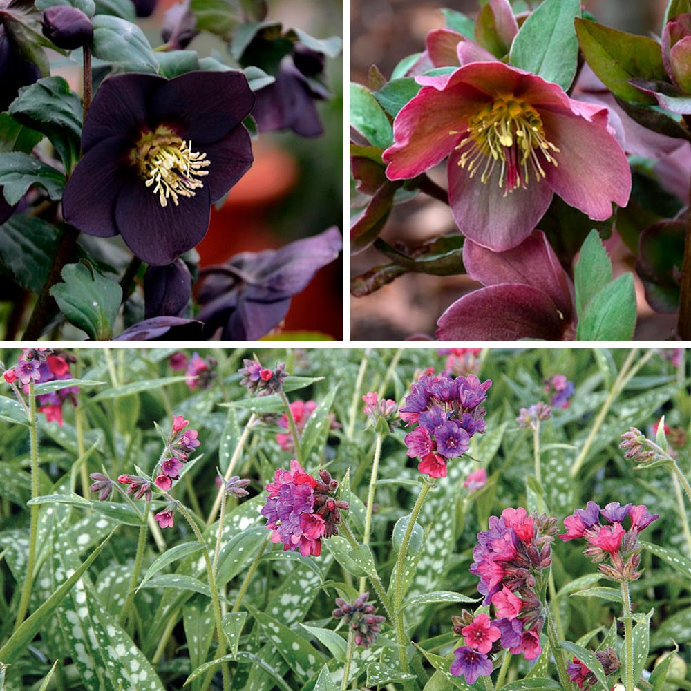 Carmine Awakening Helleborus & Pulmonaria Collection 