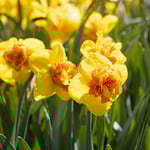  Narcissus 'Sizzling Fire'