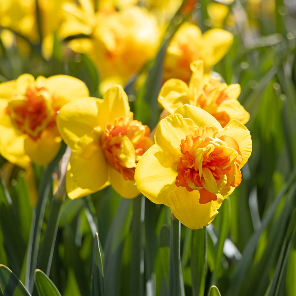 Narcissus 'Sizzling Fire'