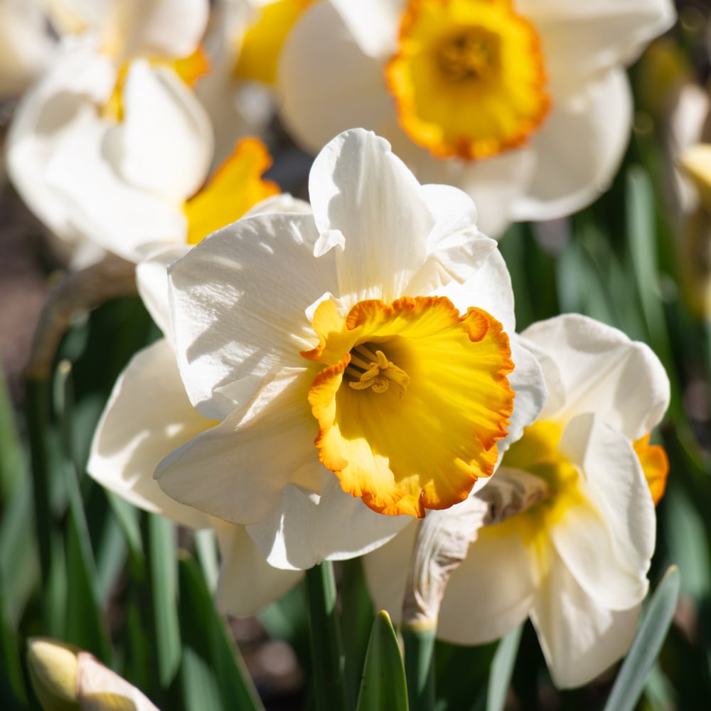 Narcissus 'Hawaiian Skies'