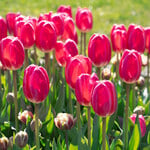  Tulip 'Rosy Delight'