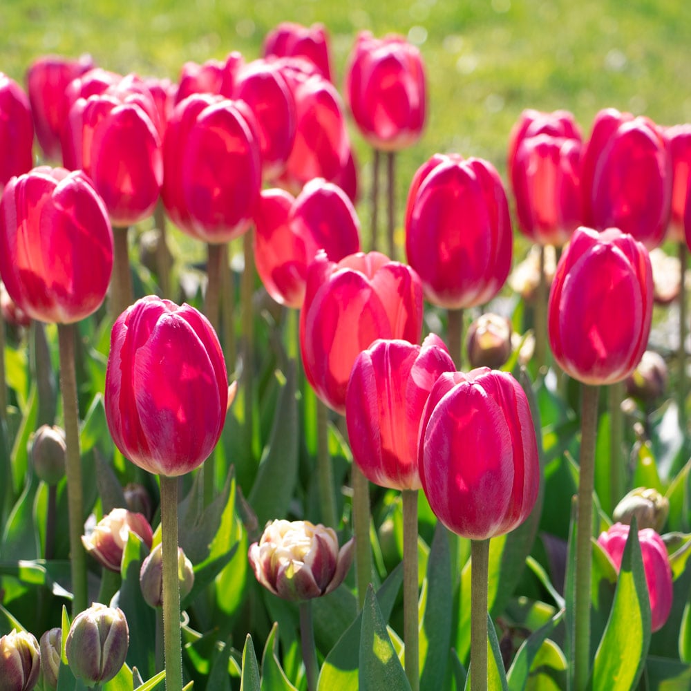 Tulip 'Rosy Delight'