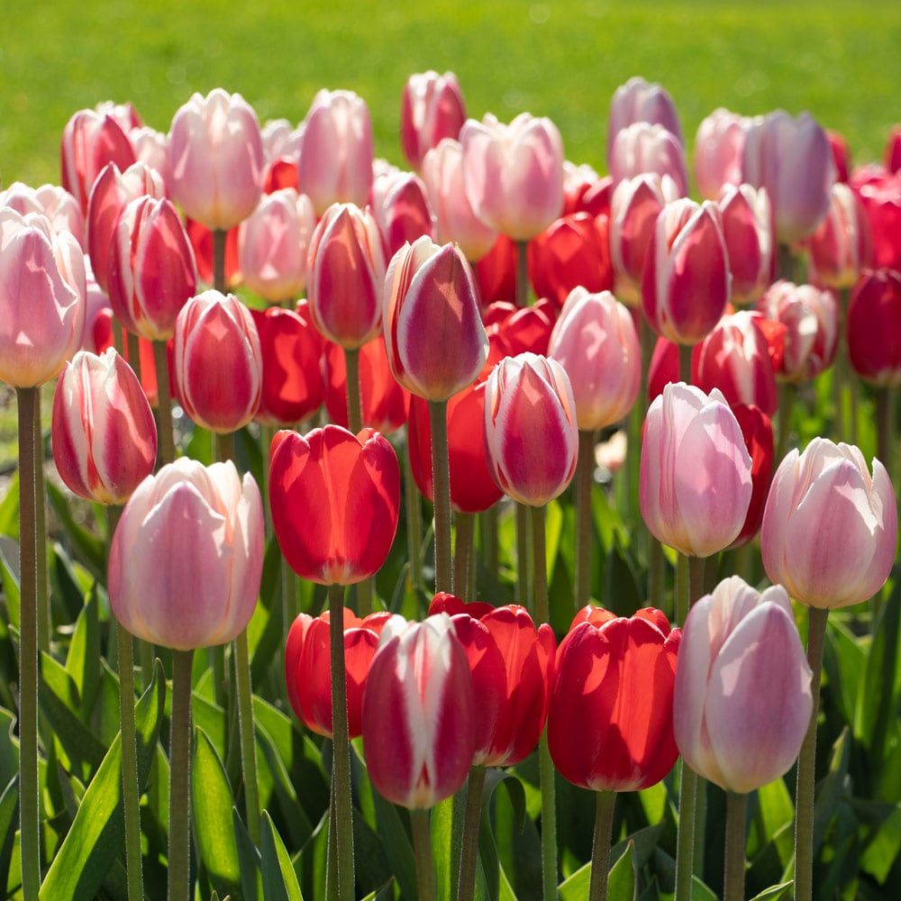 Tulip Delight Mix