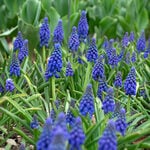 Best-Selling Bulbs