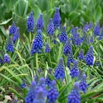  Muscari armeniacum