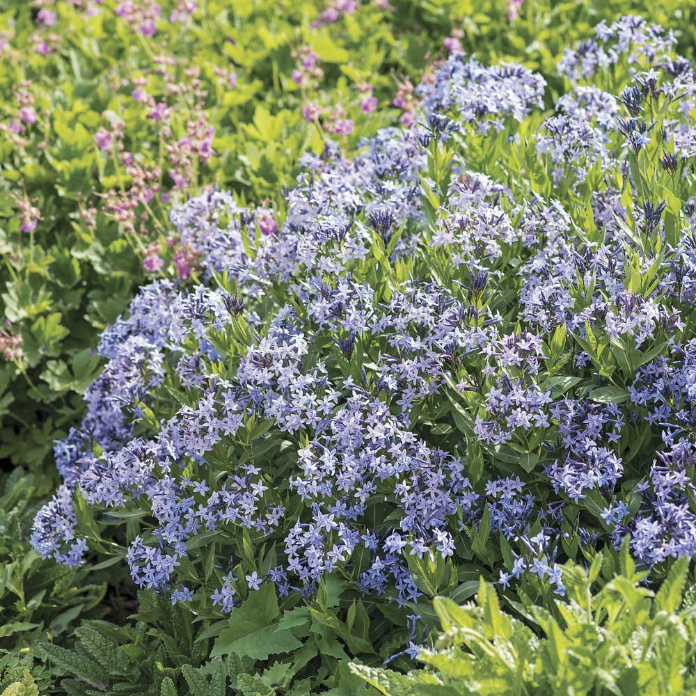 Amsonia 'Blue Ice'