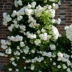  Rose 'White Dawn'