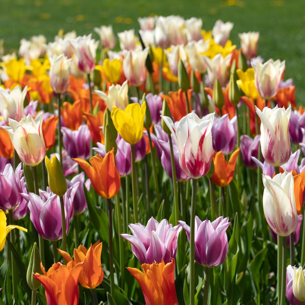 The Corps de Ballet Tulip Mix