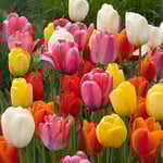  White Flower Farm Classic Perennial Tulip Mix