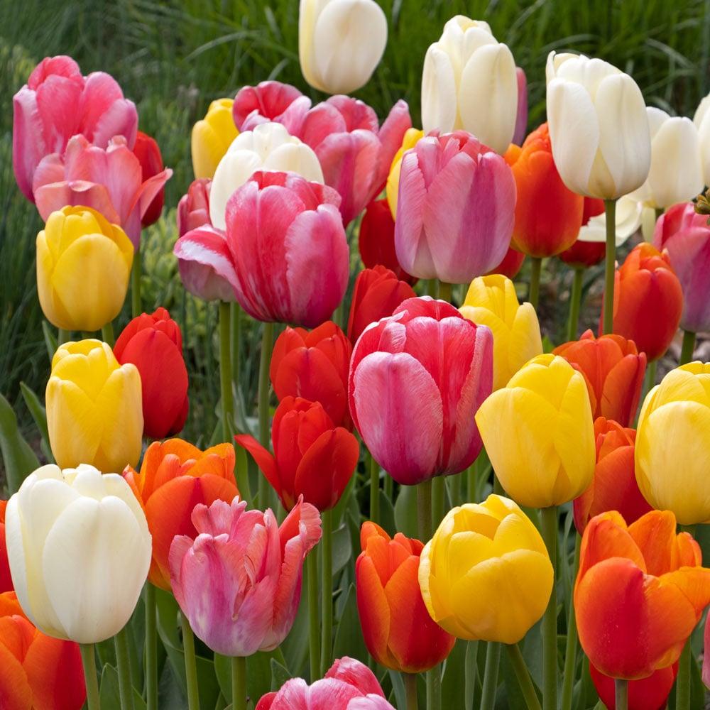 White Flower Farm Classic Perennial Tulip Mix