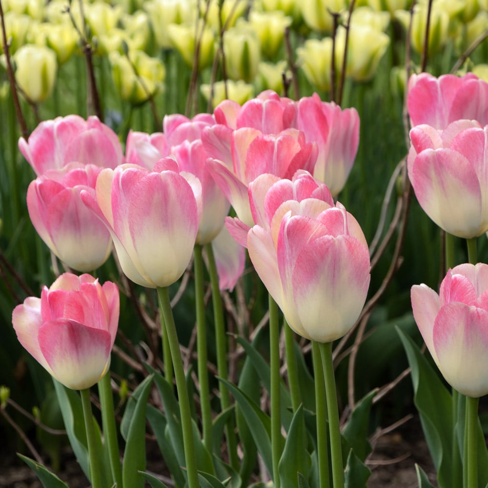 Tulip 'Kunyun'