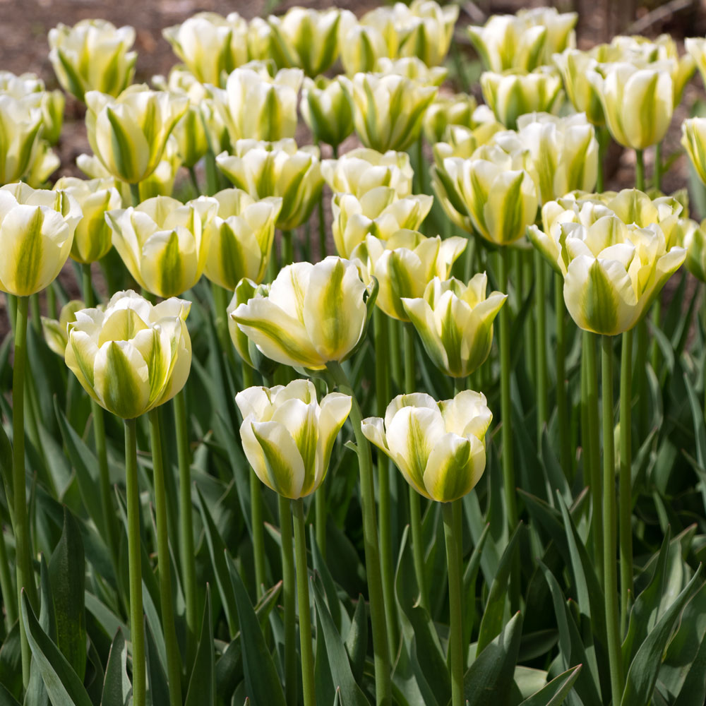 Tulip 'Spring Green'