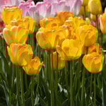  Tulip 'Chong Ming Love'