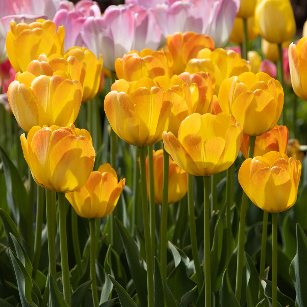 Tulip 'Chong Ming Love'