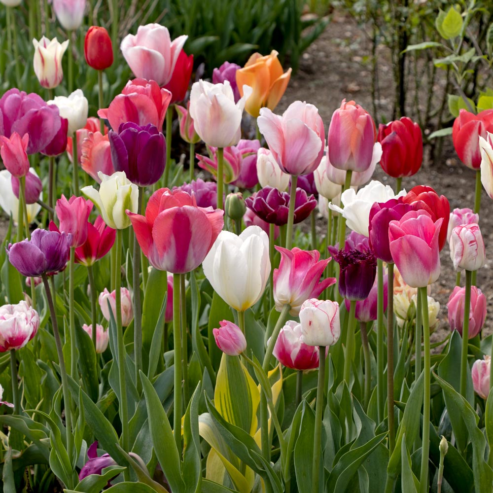 Pastel Stretch Tulip Mix