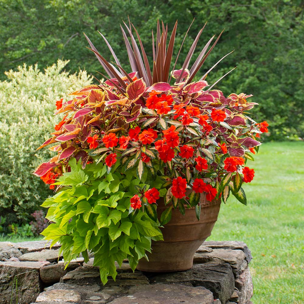 Taste of the Tropics Container Garden