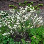  Fothergilla x intermedia 'Mount Airy'