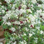  Aronia arbutifolia 'Brilliantissima'