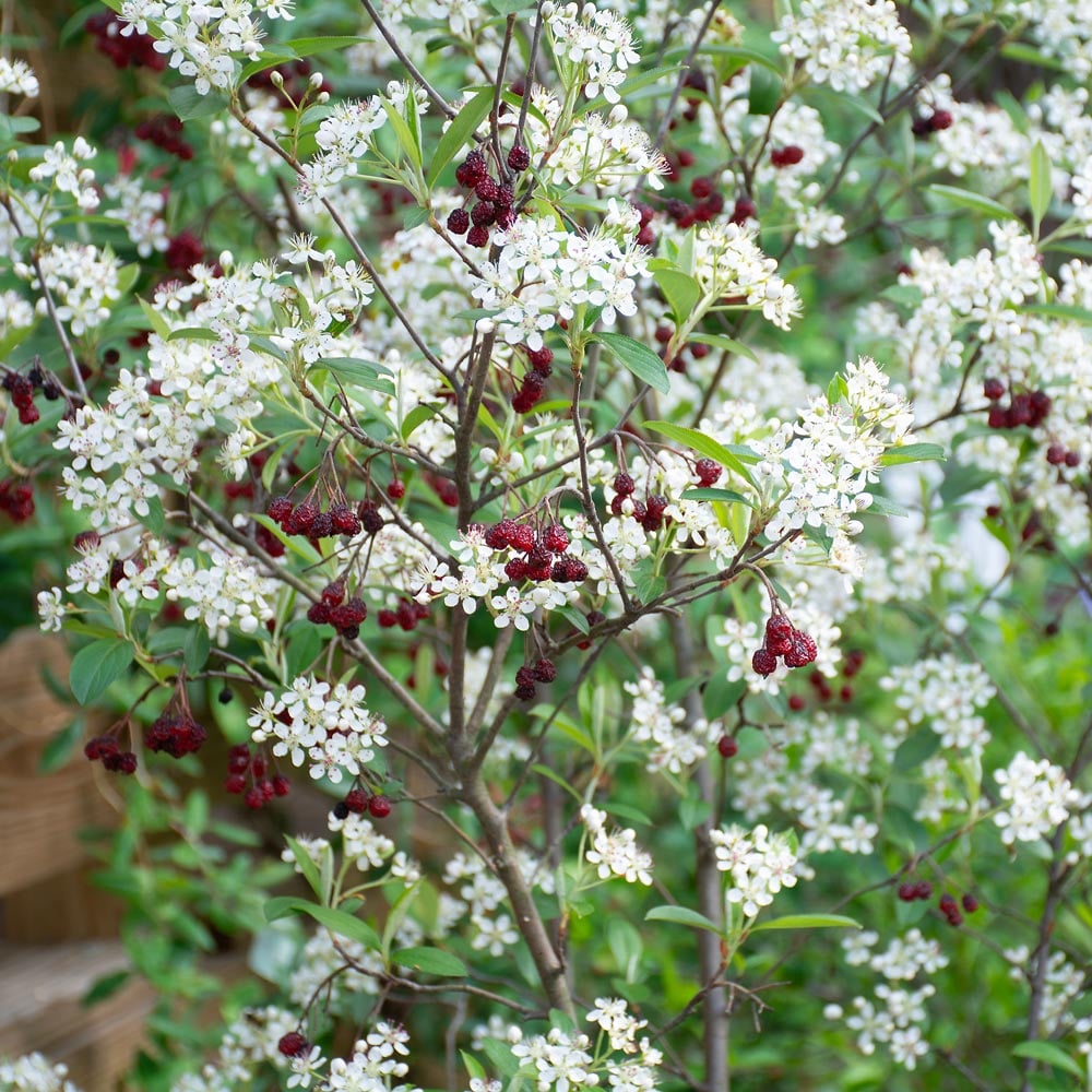 Aronia arbutifolia 'Brilliantissima'