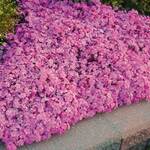  Phlox subulata ‘Drummond’s Pink’